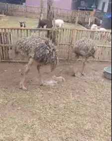 sepasang burung oenta 4 bulan tinggi 1 meter UP 1 jantan 1 betina unik