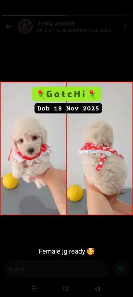 Poodle TOY/TINY