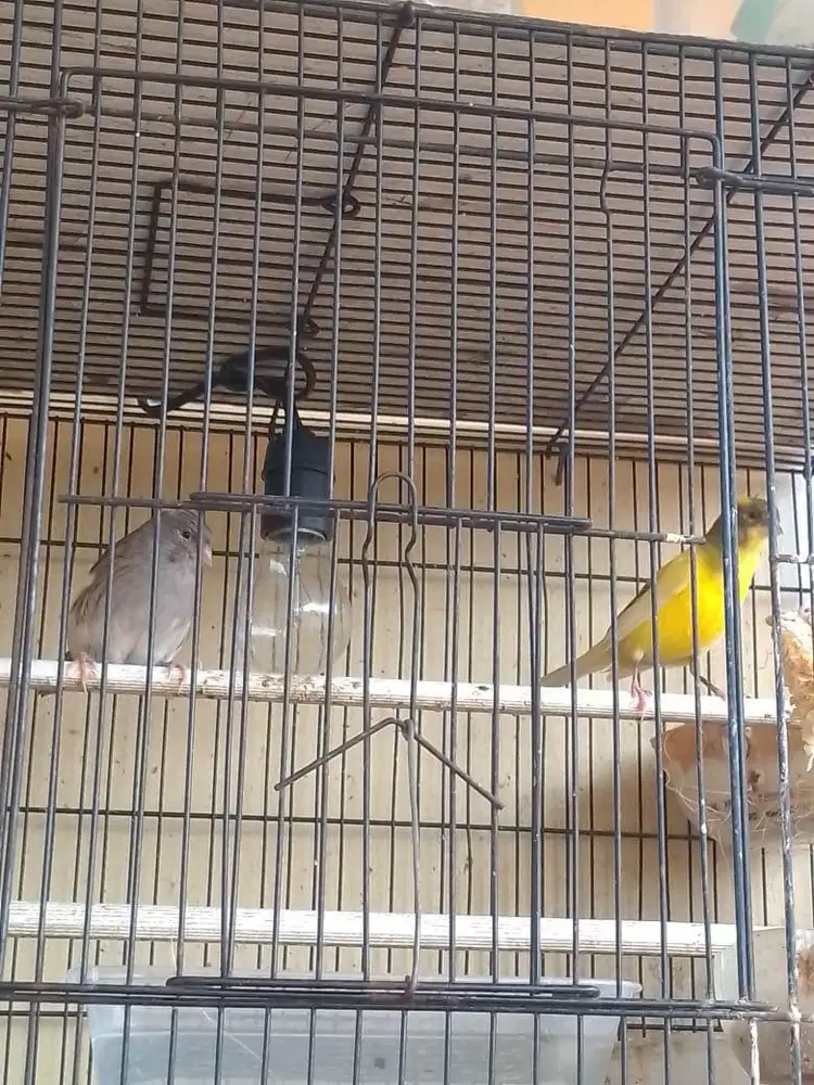 Burung kenari AF bentina