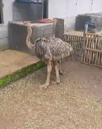 sepasang burung oenta 4 bulanan tinggi 1 meter UP 1 jantan 1 betina ok