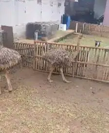 sepasang burung oenta 4 bulanan tinggi 1 meter UP 1 jantan 1 betina ok
