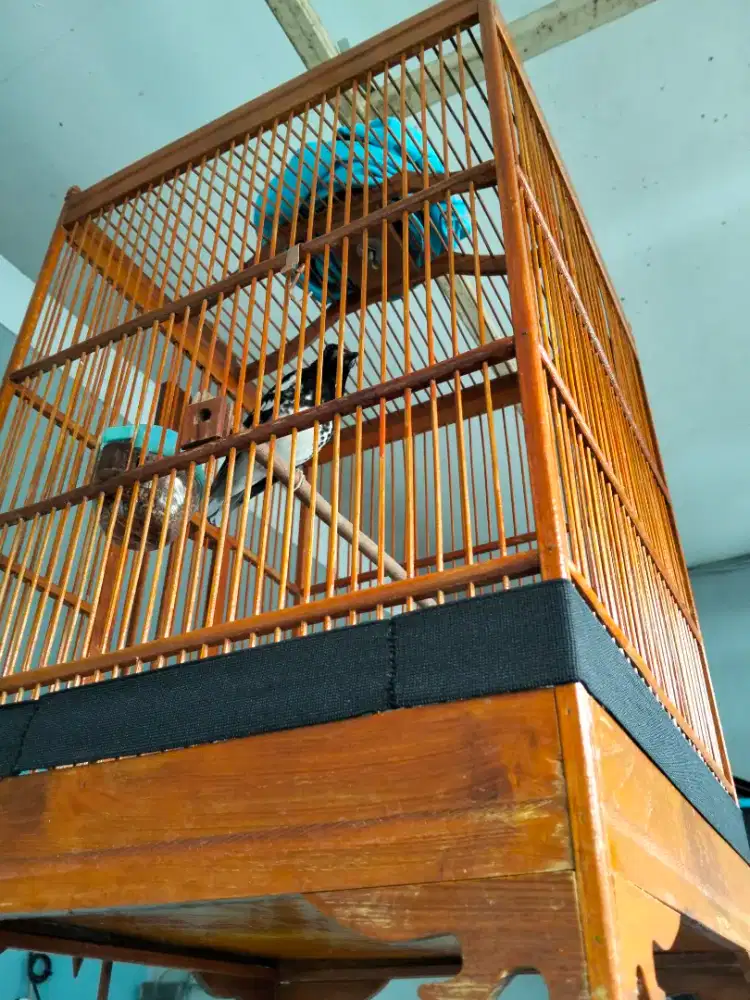 Kandang burung mulus kokoh