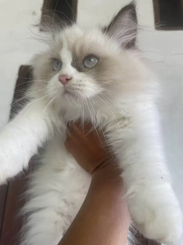 kucing ragdoll betina usia kitten