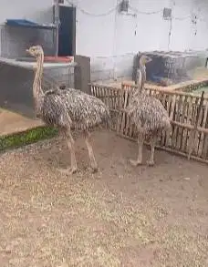 sepasang burung oenta 4 bulan 1 jantan 1 betina tinggi 1 meter UP unik