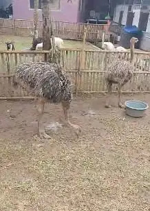 sepasang burung oenta 4 bulan 1 jantan 1 betina tinggi 1 meter UP unik