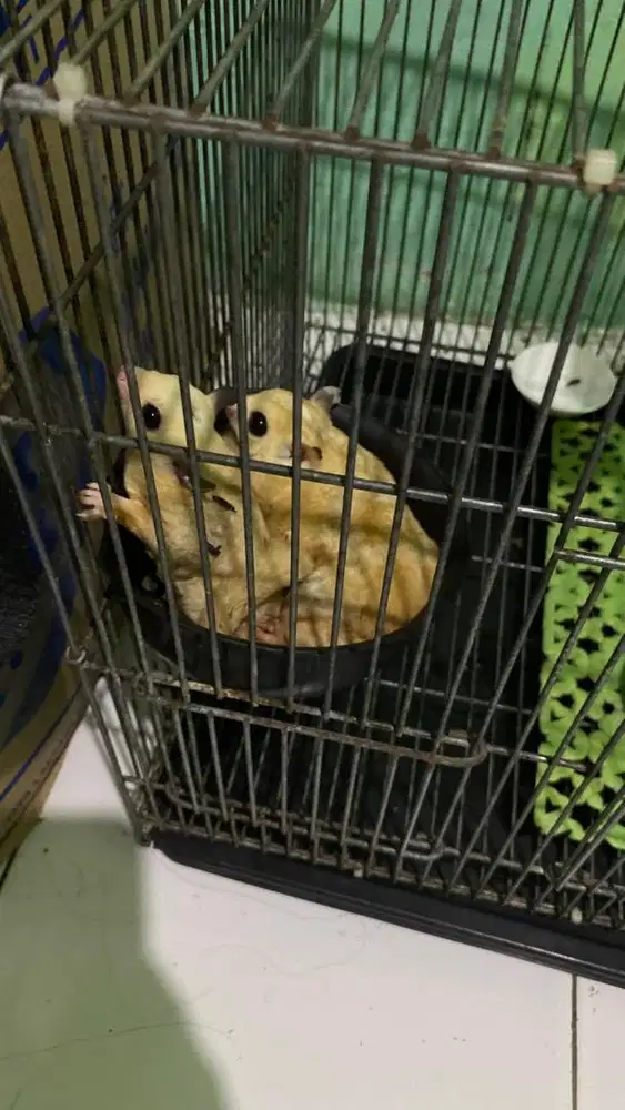 Sugar glider  leutistic dewasa siap buat breding