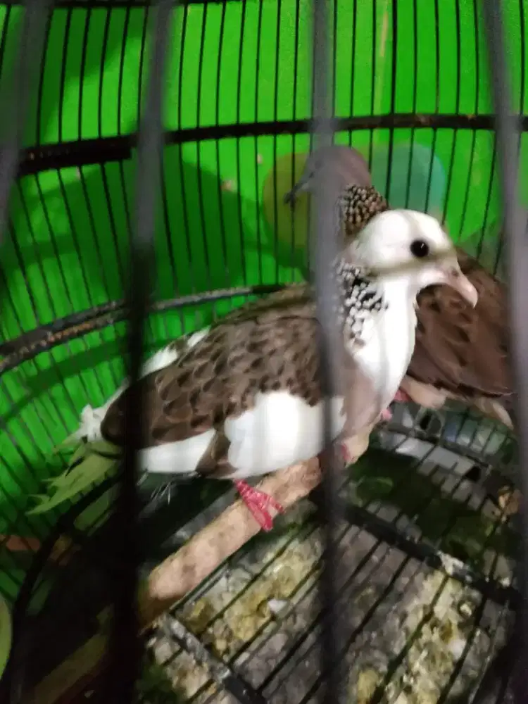 Tekukur blorok plangkon waith vlearkuk 1