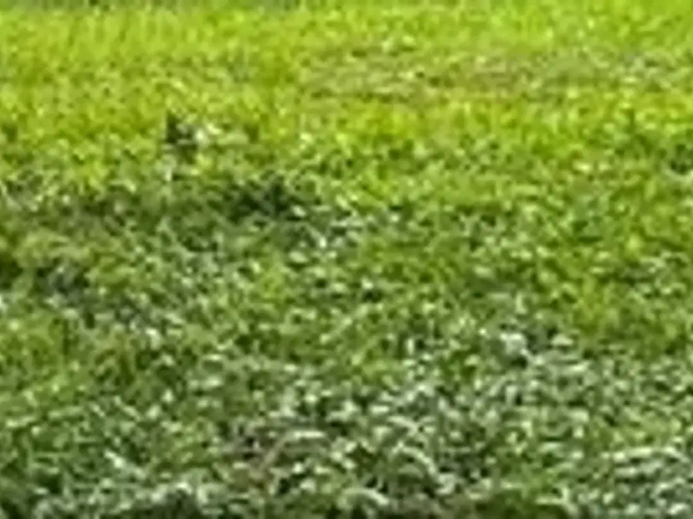 Dijual Tanah Kavling Pakuwon City San Diego