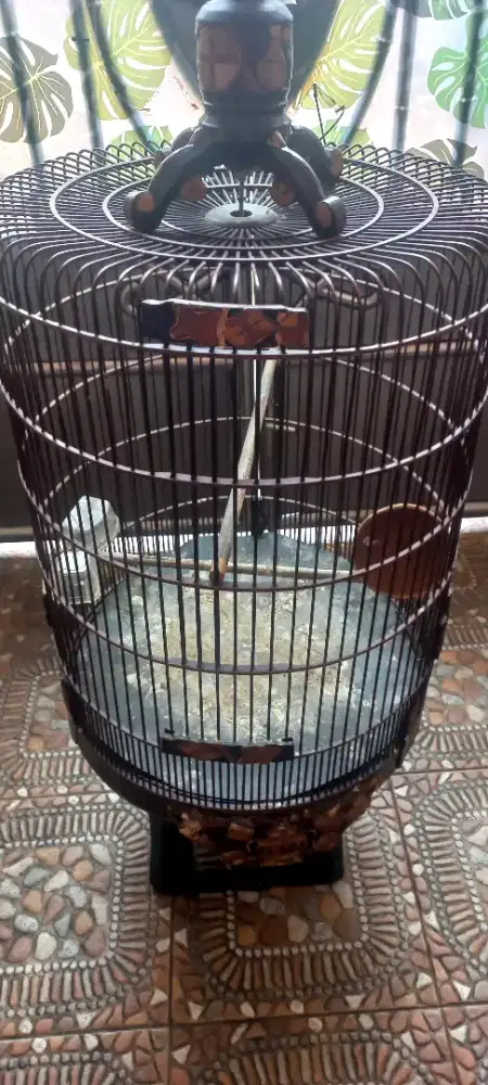 Kandang Muray ebod lawas No 2