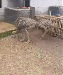 sepasang burung oenta 4 bln Tinggi 1 meter UP 1 jantan 1 betina exotik