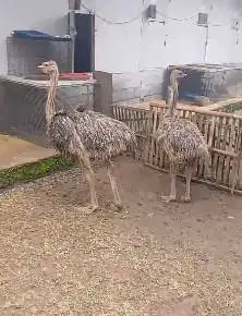 sepasang burung oenta 4 bln Tinggi 1 meter UP 1 jantan 1 betina exotik