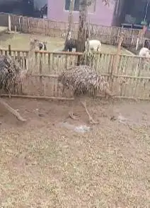 sepasang burung oenta 4 bln Tinggi 1 meter UP 1 jantan 1 betina exotik