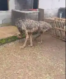 sepasang burung oenta 1 jantan 1 betina 4 bln tinggi 1 meter UP exotik