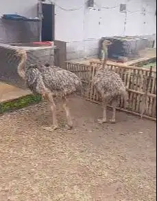 sepasang burung oenta 1 jantan 1 betina 4 bln tinggi 1 meter UP exotik