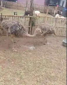 sepasang burung oenta 4 bln 1 jantan 1 betina tinggi 1 meter UP manteb