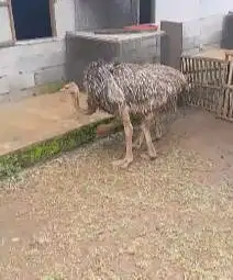 sepasang burung oenta 4 bln 1 jantan 1 betina tinggi 1 meter UP manteb