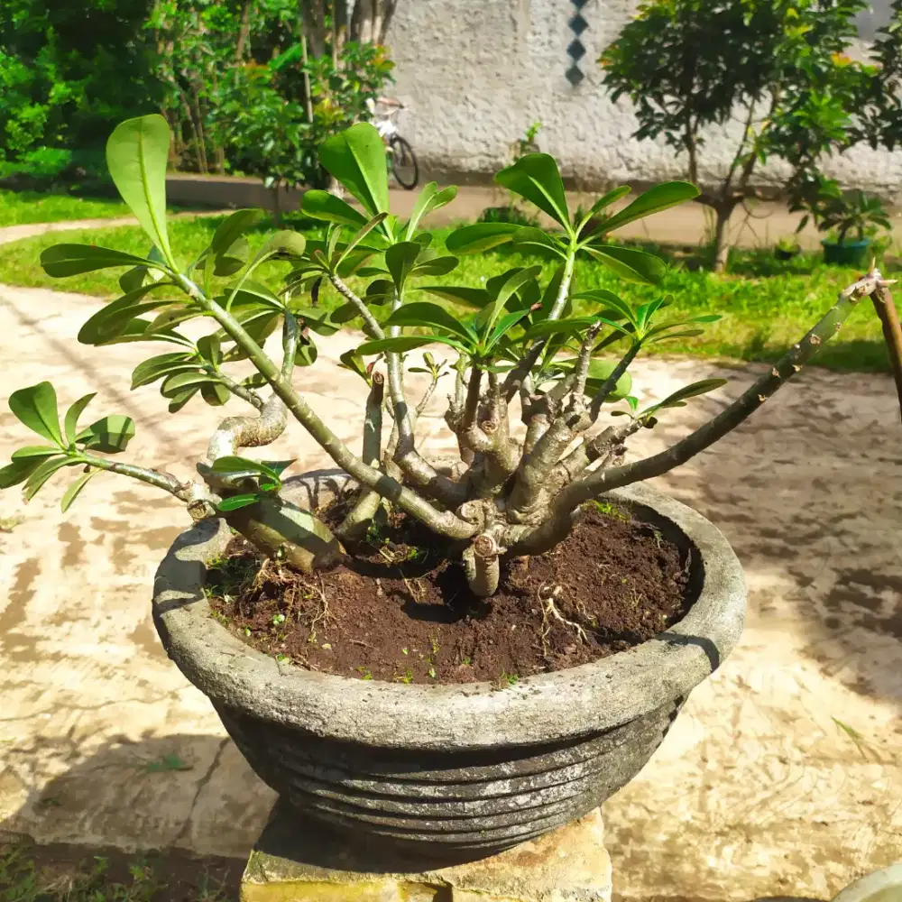 Bonsai Pohon Kamboja Murah
