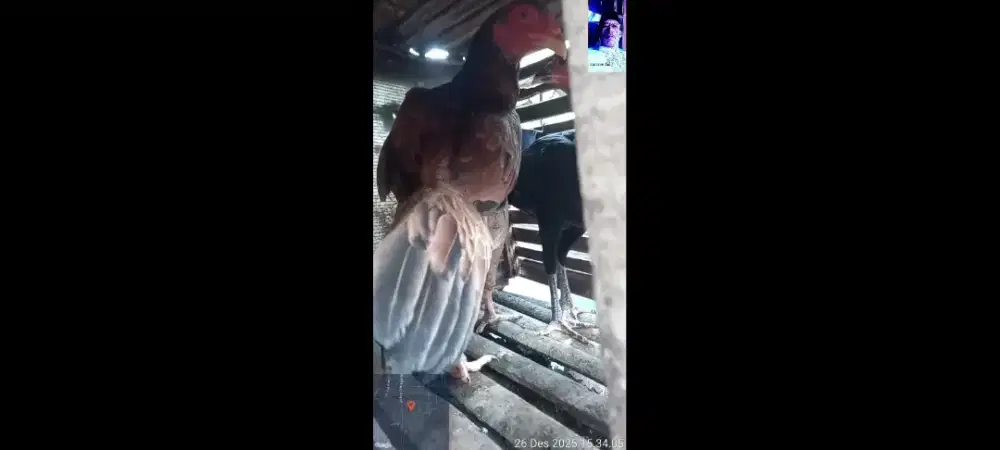 AYAM BETINA BLASTERAN