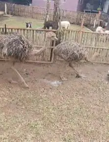 sepasang burung oenta 4 bln 1 jantan 1 betina tinggi 1meterUP koleksi