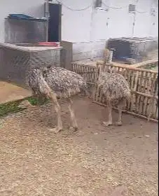 sepasang burung oenta 4 bln 1 jantan 1 betina tinggi 1meterUP koleksi