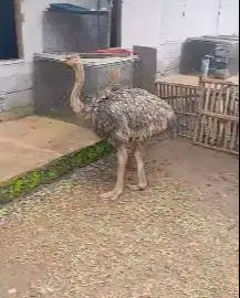 sepasang burung oenta 4 bln 1 jantan 1 betina tinggi 1 meterUP koleksi