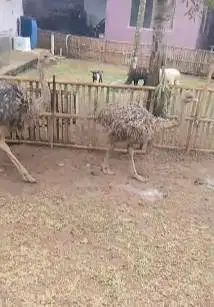 sepasang burung oenta 4 bln 1 jantan 1 betina tinggi 1 meterUP koleksi