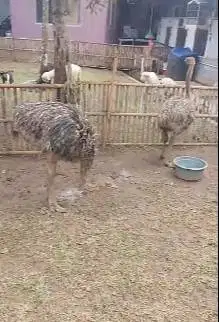 sepasang burung oenta 4 bln 1 jantan 1 betina tinggi 1 meterUP koleksi