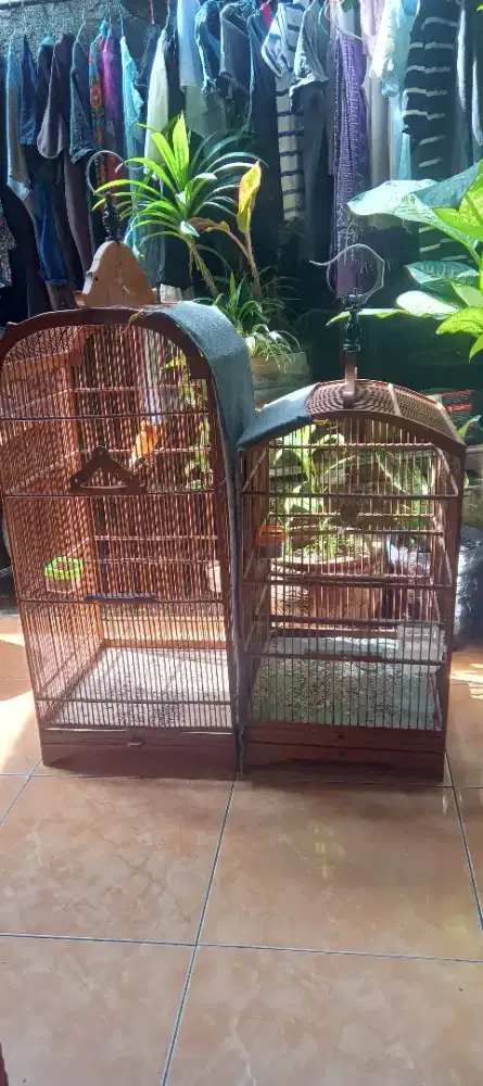 2 ekor kenari jantan warna bon gereja dan kuning wortel  kandang jati