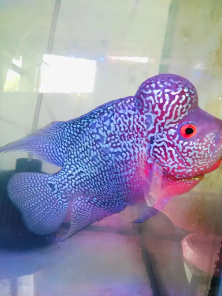 Louhan cencu jenong murah