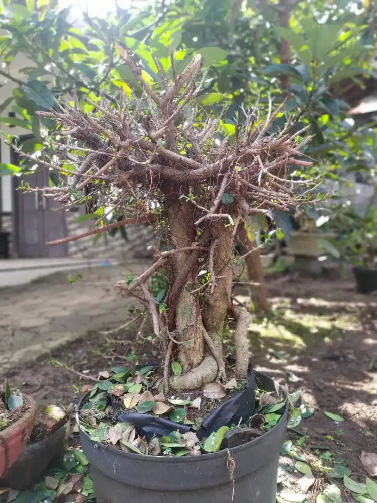 Bonsai Beringin Korea Murah