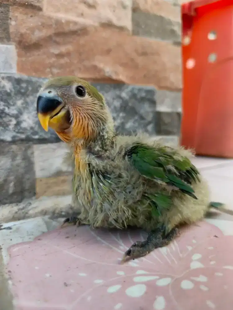 Lolohan lovebird non klep