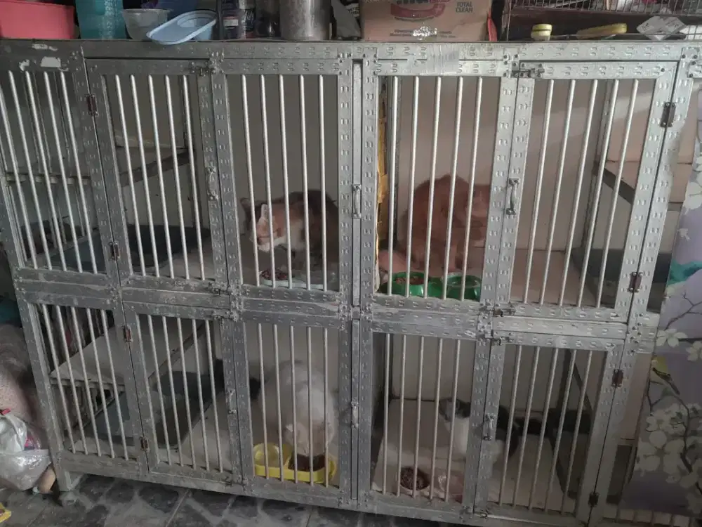 Kandang kucing 4 pintu murah