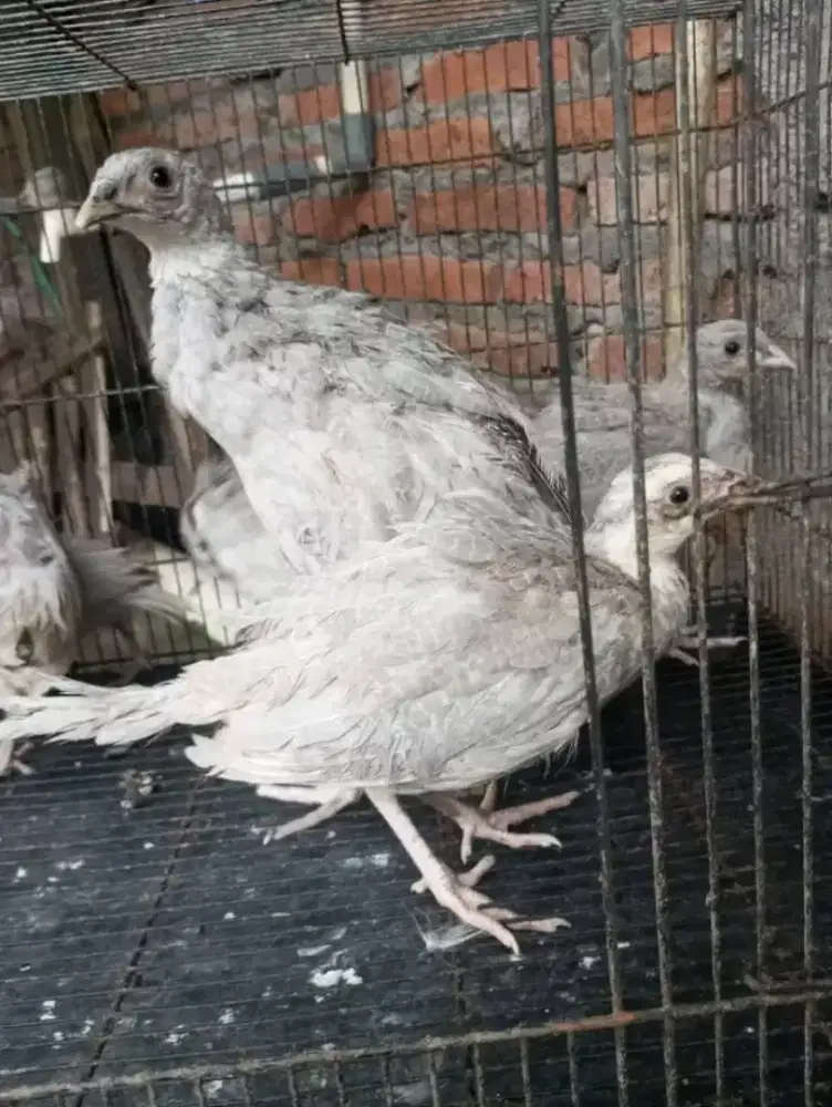 AYAM HIAS RINGNECK PHEASANT