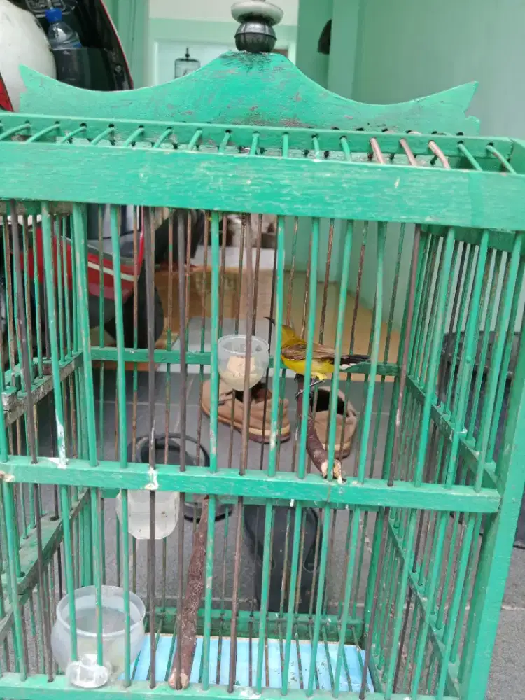 Kolibri jantan rawatan rajin bunyi