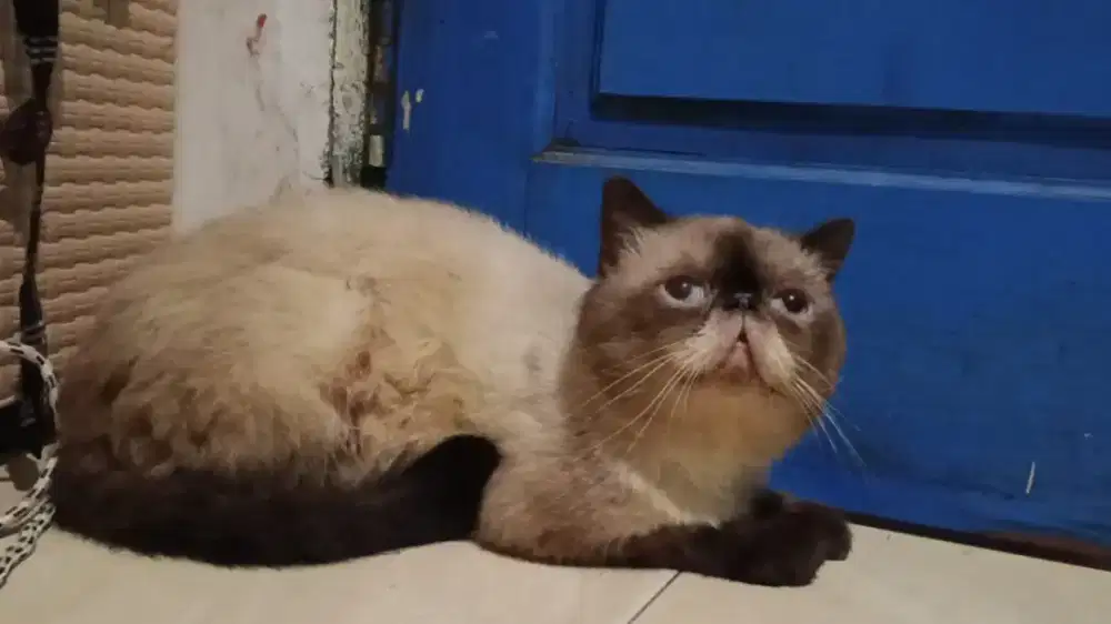 Kucing himalaya exo peaknose