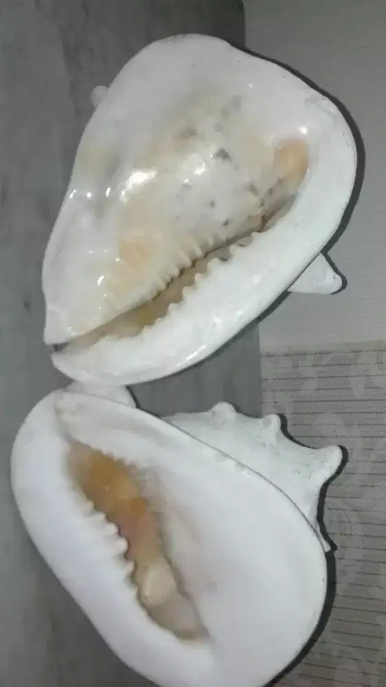 Sepasang Kerang Laut Kuno.