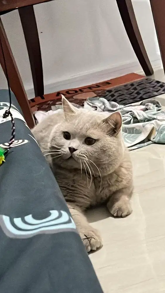 british shorthair jantan