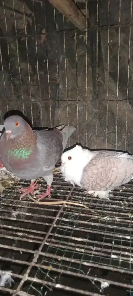 Sepasang merpati dewasa