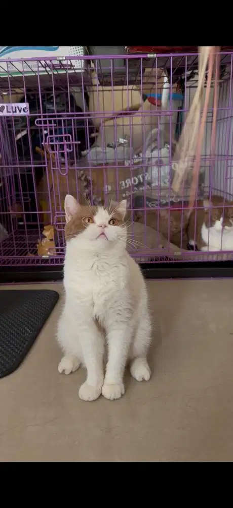 BSH Bico cinnamon female