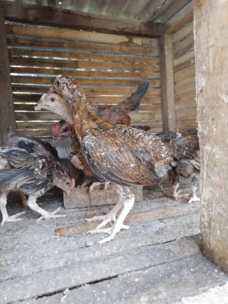 Anak ayam kampung/bibit ayam kampung