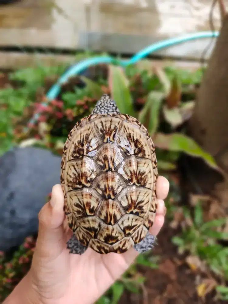 MGM Mexican Giant Musk Turtle 9cm