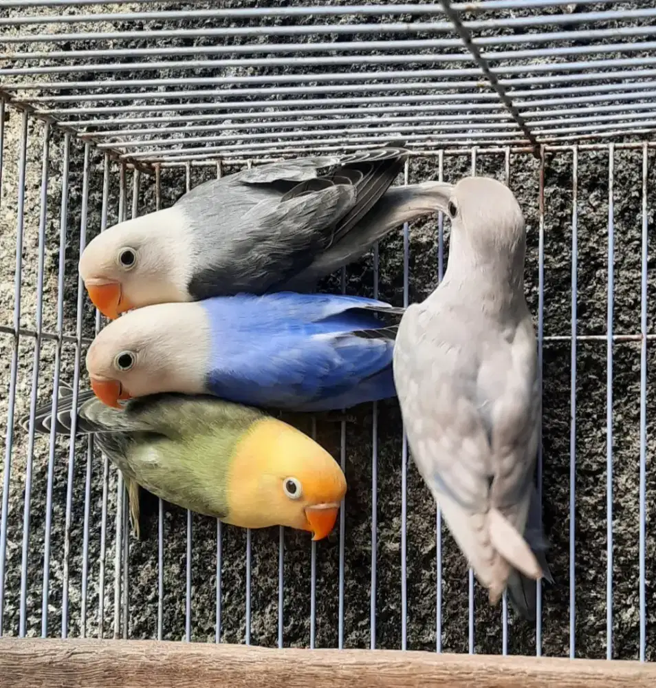 Lovebird borongan mutasi biola bagus