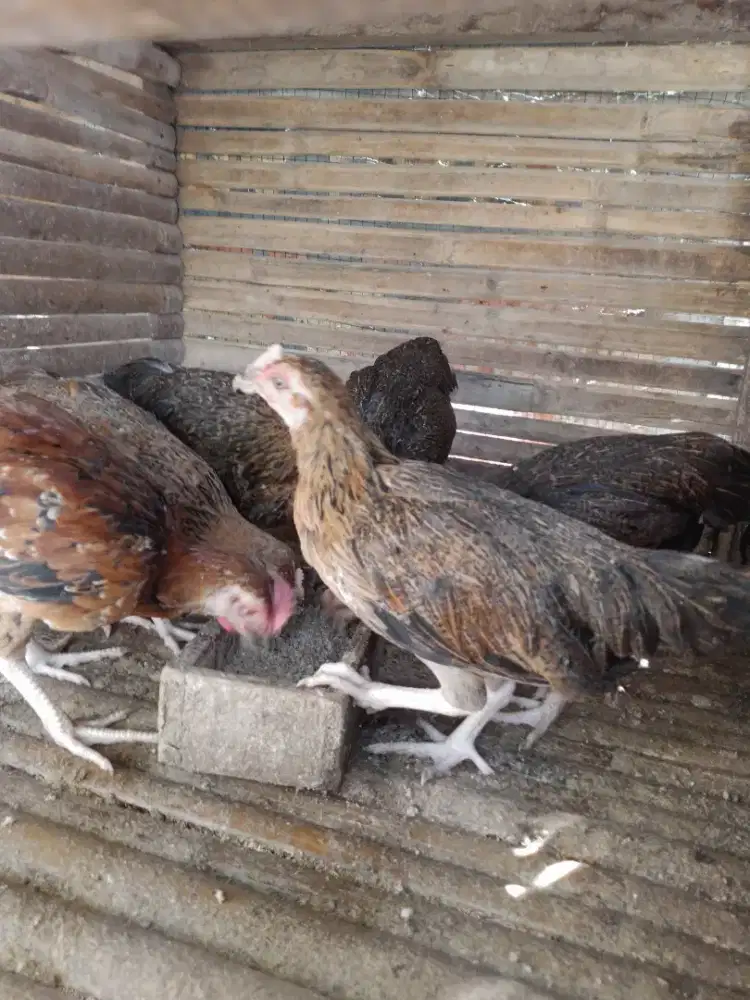 Ayam kampung asli / anak ayam kampung / bibit ayam kampung asli