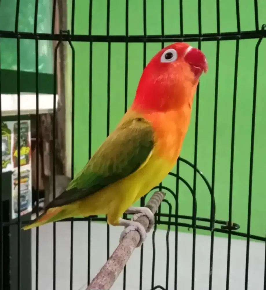 Lovebird Biola Euwing Bagus dewasa