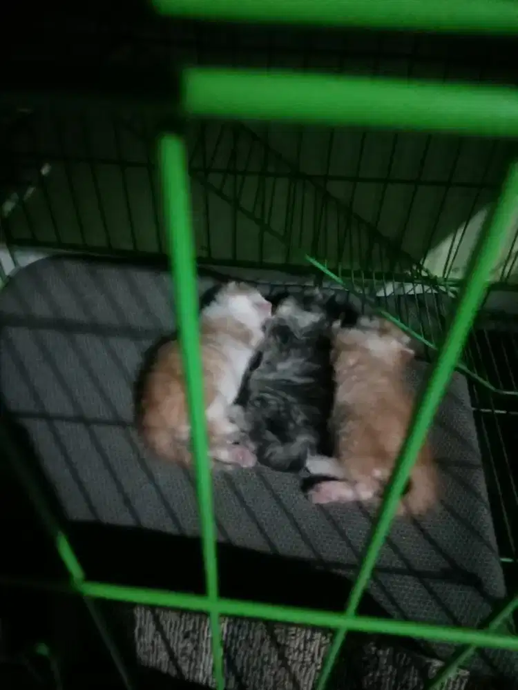 Kucing kitten usia 1 bln