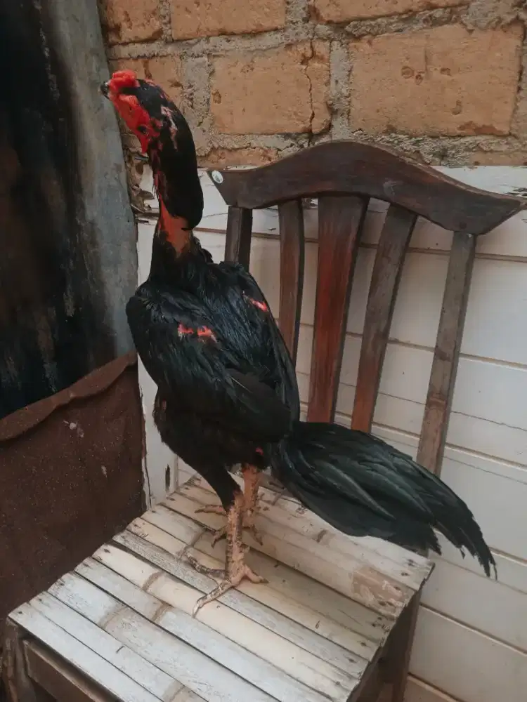 Ayam bangkok kumbang 10 bulan