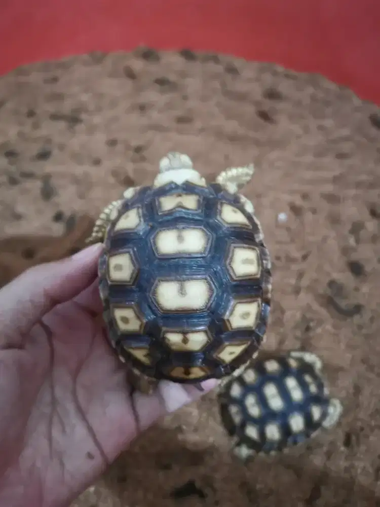 Sulcata 8.5-9cm