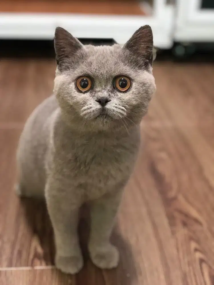 Kucing brtirih shorthair