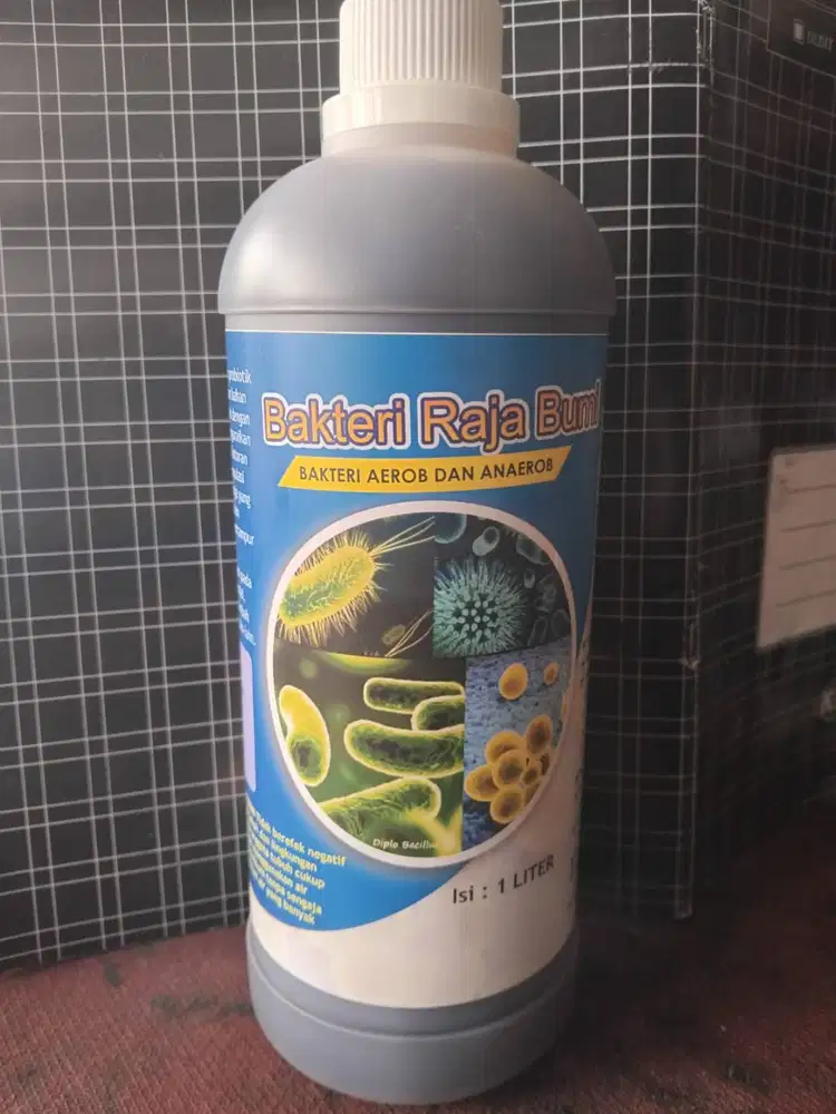 BAKTERI RAJA BUMI