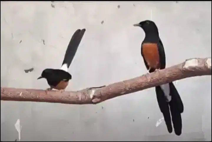 Stady Breeding Legend n Kicaw Sejati